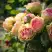 Роза ПИТАХАЙЯ чайно-гибридная в Гомеле