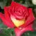 Роза ФРЕНДШИП чайно-гибридная в Гомеле