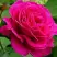 Роза МАЛИНОВЫЙ ЗВОН чайно-гибридная в Гомеле