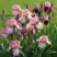 Ирис БЛАШИНГ ПИНК бородатый в Гомеле
