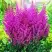 Астильба ПЕПЛ РЕЙН гибридная в Гомеле