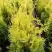 Туя ГОЛДЕН БРАБАНТ западная в Гомеле