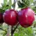 Яблоня РЕД ДЕЛИШЕС в Гомеле