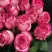 Роза КАРУСЕЛЬ чайно-гибридная в Гомеле