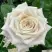 Роза МЕНТА чайно-гибридная в Гомеле
