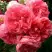 Роза РОЗАРИУМ ЮТЕРСОН плетистая в Гомеле