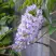 Глициния макростахия БЛЮ МУН в Гомеле