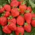 Клубника САН АНДРЕАС ремонтантная в Гомеле