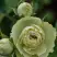 Роза ГРИН ДАЙМОНД миниатюрная в Гомеле