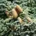 Пихта благородная в Гомеле