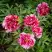 Пион РЕД ВИЗ ПИНК древовидный в Гомеле