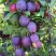 Слива БЛЮ СВИТ колонновидная в Гомеле