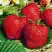 Клубника ВИМА ЗАНТА в Гомеле