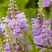 Физостегия РОЗЕЯ виргинская в Гомеле