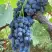 Виноград ВЕНУС в Гомеле