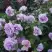 Роза ЛАВ СОНГ флорибунда в Гомеле