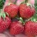 Клубника ВИМА ЗАНТА в Гомеле