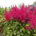 Астильба САННИ ДЕЙ гибридная в Гомеле