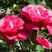 Роза ВИЕН РОУЗ чайно-гибридная в Гомеле