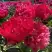 Пион БЕЛГРАВИЯ травянистый в Гомеле