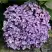 Гортензия АИША крупнолистная  в Гомеле