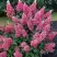 Гортензия МЕГА МИНДИ метельчатая в Гомеле