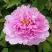 Пион ПРОЗРАЧНАЯ РОСА древовидный в Гомеле