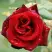 Роза ТАБУ чайно-гибридная в Гомеле