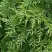 Туя СМАРАГД ВАРИЕГАТА западная в Гомеле