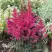 Астильба МУЛЕН РУЖ курчавая в Гомеле