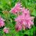 Аквилегия БАРЛОУ ПИНК гибрид МакКаны в Гомеле