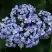 Гортензия АИША крупнолистная  в Гомеле