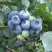 Голубика БЛЮЭТТА в Гомеле