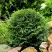 Туя ДАНИКА западная в Гомеле