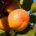 Абрикос СПАДЧЫНА в Гомеле