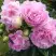 Пион ДИННЕР ПЛЕЙТ травянистый в Гомеле