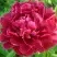 Пион КИТАЙСКИЙ ШЕЛК травянистый в Гомеле