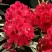 Рододендрон МАТАДОР в Гомеле