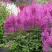 Астильба АМЕТИСТ Арендса в Гомеле