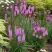 Лиатрис РОЗЕА колосковая в Гомеле