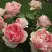 Роза ФИЛИНГ чайно-гибридная в Гомеле