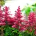 Астильба ЮНИК КАРМИН гибридная в Гомеле