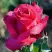 Роза ВИЕН РОУЗ чайно-гибридная в Гомеле