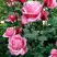 Роза ЭЙФЕЛЕВА БАШНЯ чайно-гибридная в Гомеле