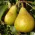 Груша ГЕНЕРАЛ ЛЕКЛЕРК в Гомеле