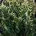 Туя ГОЛД ПЕРЛ западная в Гомеле