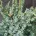 Можжевельник БЛЮ АЛЬПС китайский  в Гомеле