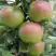 Яблоня МОСКОВСКОЕ ЗИМНЕЕ в Гомеле