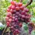 Виноград КРАСОТКА в Гомеле