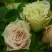 Роза ГРИН ДАЙМОНД миниатюрная в Гомеле